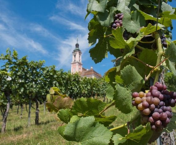 Bild einer Kirche und Weinanlage am Pfänder